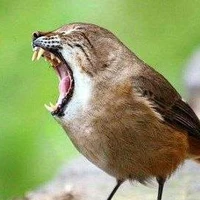 Burung Gagak