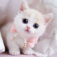 แอดเองจ้า