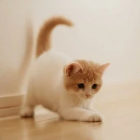 Anak Kucing