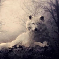 ชาโบ้🐺🐾//ร่างหมาป่า