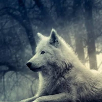 แลน🐺//ร่างหมาป่า