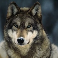 seth( mc wolf)