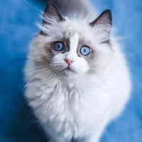 CUTIE PIE