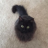 Kucing Hitam