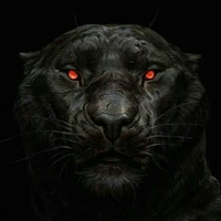 black tiger