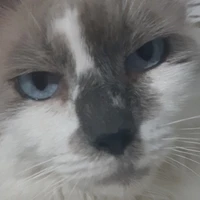 Rosemary