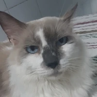 gato