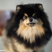 yeontan