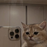 Kucing Jalanan