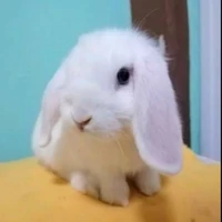 แอด(ก็คนมันเกิดปีกระต่าย)
