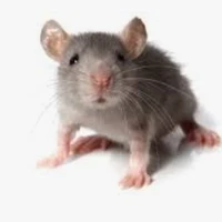 Mouse 🐀