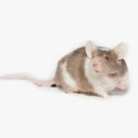 Mice 🐁