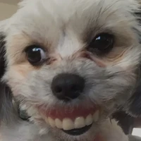 unknown dog