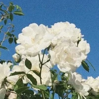 แคนเดียร์(ในอีกโลกหนึ่ง)