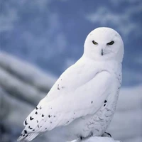 ยูกิ(นกฮูกสื่อสาร)