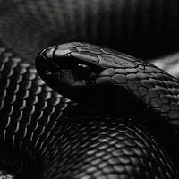 Serpiente (Negra)