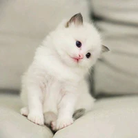 แอดเอง🥺