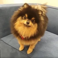 Yeontan