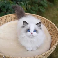 กี้กี+สัตว์เลี้ยงของลิน