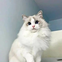 โอลี่โอ+สัตว์เลี้ยงของน.อ