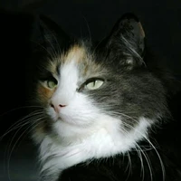 Meow