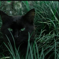 kucing hitam