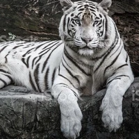 Aslan