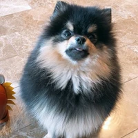 Yeontan