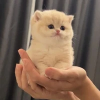 ไค