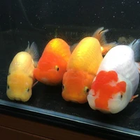 เยว่เอง