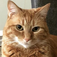 Cheeto(Draco)