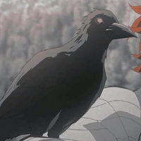 announcement bird