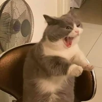 กิมจิ(อิเหมียวของนายเอก)