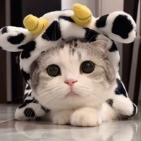 แอดเองจ้า😺✨