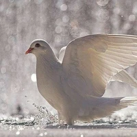 Dove 🕊️ (Taetae)