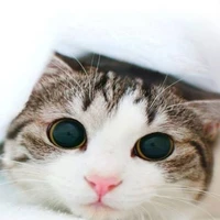 นางเอก.ร่างเเมว