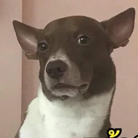 แอด