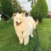 ฮาน่า(ญ)