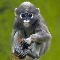 ลิงตัวอื่นๆ