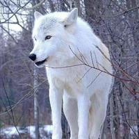 Alaska(fl pet)