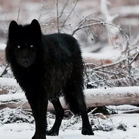 Shadow(fl pet)