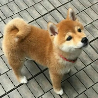 shiba