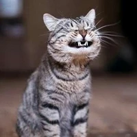 copy cat