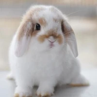 เอริค[เวอร์ชั่นกระต่าย🐰]