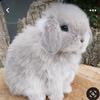 โซล[เวอร์ชั่นกระต่าย🐰]