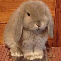 เดนเวอร์[เวอร์ชั่นกระต่าย🐰]