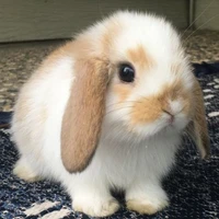 ซอมิว[เวอร์ชั่นกระต่าย🐰]