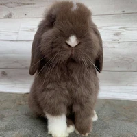 คาร์ดิฟฟ์[เวอร์ชั่นกระต่าย🐰]