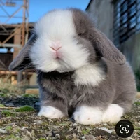 ราฟาเอล[เวอร์ชั่นกระต่าย🐰]