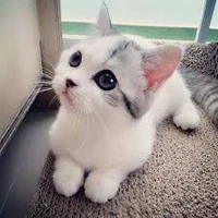 ลีน่า(แมวของมินามิ)